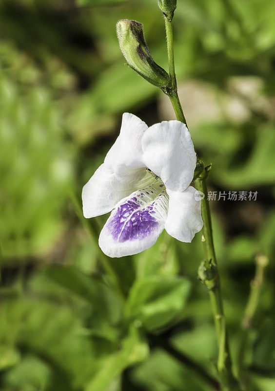 Asystasia gangetica;爵床科;中国紫;